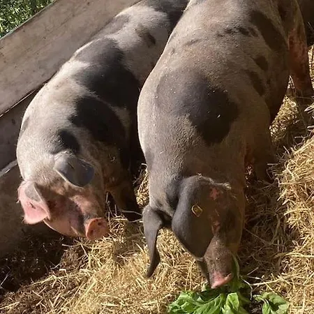 Der Bauerngarten شقة هوفغايزمار