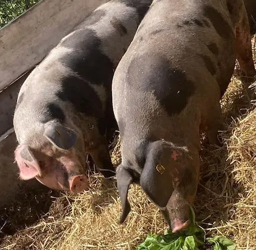 Der Bauerngarten Apartment Hofgeismar